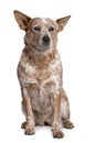 Front view of Australian Cattle Dog, sitting Royalty Free Stock Photo