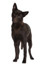 Front view of Australian Kelpie, standing Royalty Free Stock Photo