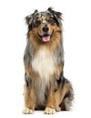 Front view of an Australian shepherd blue merle, sitting Royalty Free Stock Photo