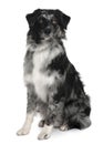 Front view of Australian Shepherd dog, sitting Royalty Free Stock Photo