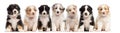 Front view of Australian Shepherd puppies