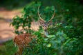 Front view of Axis axis, spotted deers or axis deer in nature habitat. Deer from the Indian continent. An animal in its natural