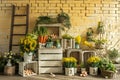 Front View Backdrop with Brick Wall, White Wooden Crates, Tulips, and Ladder. Royalty Free Stock Photo