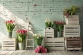 Front View Backdrop with Brick Wall, White Wooden Crates, Tulips, and Ladder. Royalty Free Stock Photo