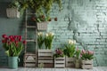 Front View Backdrop with Brick Wall, White Wooden Crates, Tulips, and Ladder. Royalty Free Stock Photo