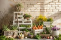 Front View Backdrop with Brick Wall, White Wooden Crates, Tulips, and Ladder. Royalty Free Stock Photo