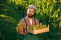 Front view background rich green vineyard young successful smile farmer bunch grape full box hand.