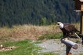 Front view of a Bald Eagle screaming on Grouse Mountain in Vancouver, Canada Royalty Free Stock Photo