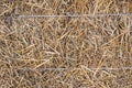 Front view of a bale of hay as an agricultural farm and an agricultural symbol of harvest time with dried grass straw Royalty Free Stock Photo