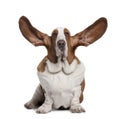 Front view of Basset Hound with ears up, sitting Royalty Free Stock Photo