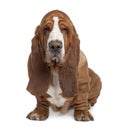 Front view of Basset Hound, sitting Royalty Free Stock Photo