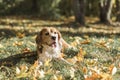 front view beagle dog lying grass with sticking out tongue. High quality photo Royalty Free Stock Photo