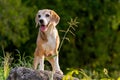 Front view of beagle dog stay on rock with glass flower on side and it look forward to interesting place with warm light
