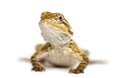 Front view of a Bearded Dragon, Pogona vitticeps