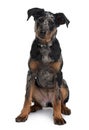 Front view of Beauceron dog, sitting Royalty Free Stock Photo