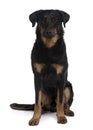 Front view of Beauceron, sitting Royalty Free Stock Photo