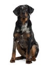 Front view of Beauceron, sitting Royalty Free Stock Photo