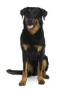 Front view of Beauceron sitting and panting Royalty Free Stock Photo