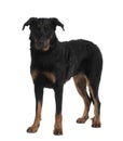 Front view of Beauceron, standing