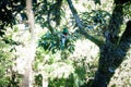 Beautiful Quetzal bird in nature tropic habitat