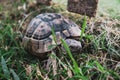 Front view of beautiful turtle with textured shell coming in grass. Reptile walking or crawling on a park ground. Serious face Royalty Free Stock Photo