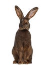 Front view of Belgian Hare