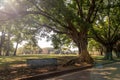 A front view of bench under the tree