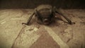 Front view of a big brown bat