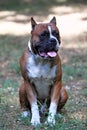 Front view of big old school Boxer dog with metal collar, cut ears, ginger and white with black mask. Purebred adult dog male. Royalty Free Stock Photo