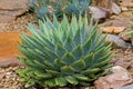 Front view of big wet Spiral Aloe cacti plant in green grown in