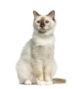 Front view of a Birman cat sitting Royalty Free Stock Photo