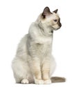 Front view of a Birman cat sitting isolated on white Royalty Free Stock Photo