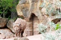 Front view of a black rhinoceros, Diceros bicornis michaeli Royalty Free Stock Photo