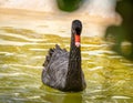 Front view of a black swan swimming in a lake. Royalty Free Stock Photo
