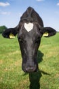 Front view of a black and white cow in fresh green grass Royalty Free Stock Photo