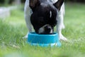Front view of black and white french bulldog puppy eating from pet plates on the grass in the garden