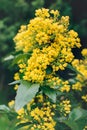 Front view of blooming mahonia flowers growing outdoor in the garden.