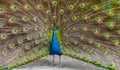 Proud blue peacock with beautiful feather tail. Royalty Free Stock Photo