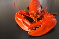 Front view of Boiled Atlantic Lobster