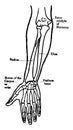 Front View of the Bones of the Forearm, vintage illustration