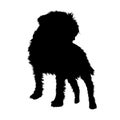 Front View. Border Terrier Dog, Silhouette. Great Britain.