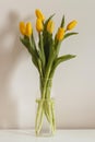 front view bouquet tulips vase. High quality photo Royalty Free Stock Photo