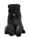 Front view of Bouvier des Flandres dog sitting