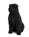 Front view of Bouvier des Flandres, sitting