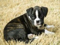 Front view Boxer puppy brindle white color