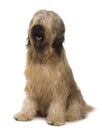 Front view of Briard dog, sitting Royalty Free Stock Photo