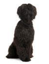 Front view of Briard, sitting