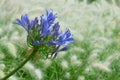 Front view of a bright blue blooming flower of Agapanthus, or Lily of the Nile Royalty Free Stock Photo