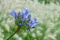 Front view of a bright blue blooming flower of Agapanthus, or Lily of the Nile