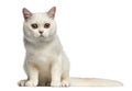 Front view of a British Shorthair sitting isolated on white Royalty Free Stock Photo